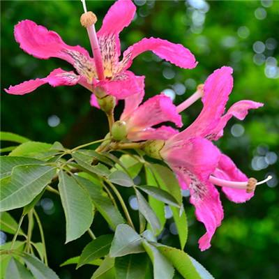 kok在线登陆官网