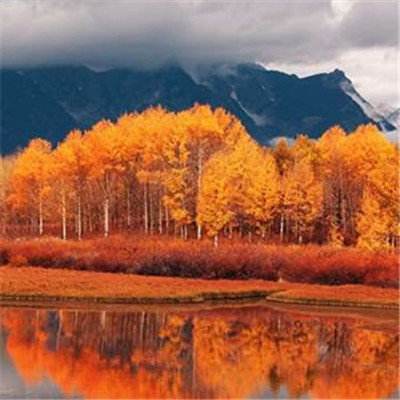 彩信平台官网下载手机版